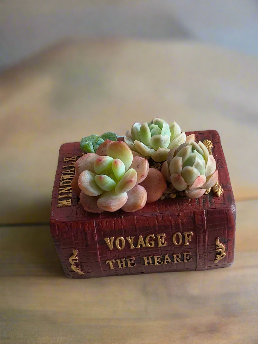 Succulent Book Nook – Succulent Arrangement