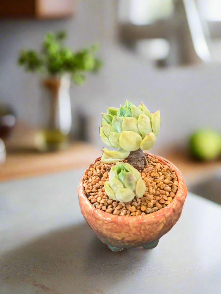 Succulent Rustic Ombre Earth-Tone Mini Planter – Echeveria 'Cila' (Twin Stalk)