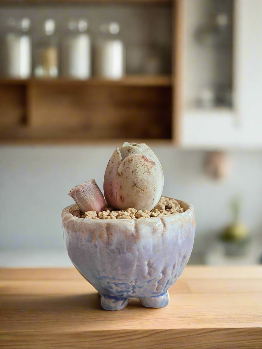 Succulent Lilac Ombre Rustic Planter – Egg Mountain Rose - SlowBloomGreens