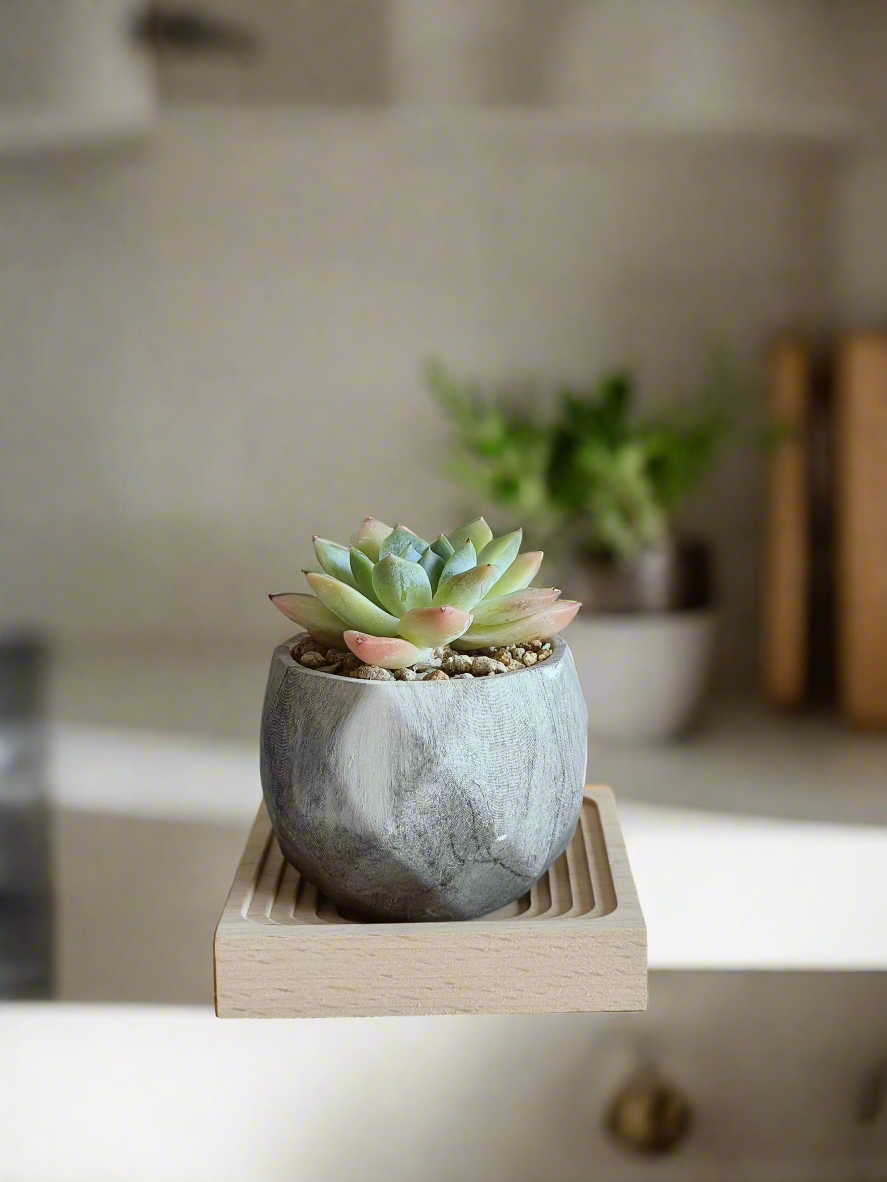 Succulent Harmony Grey - Echeveria Elegans - SlowBloomGreens