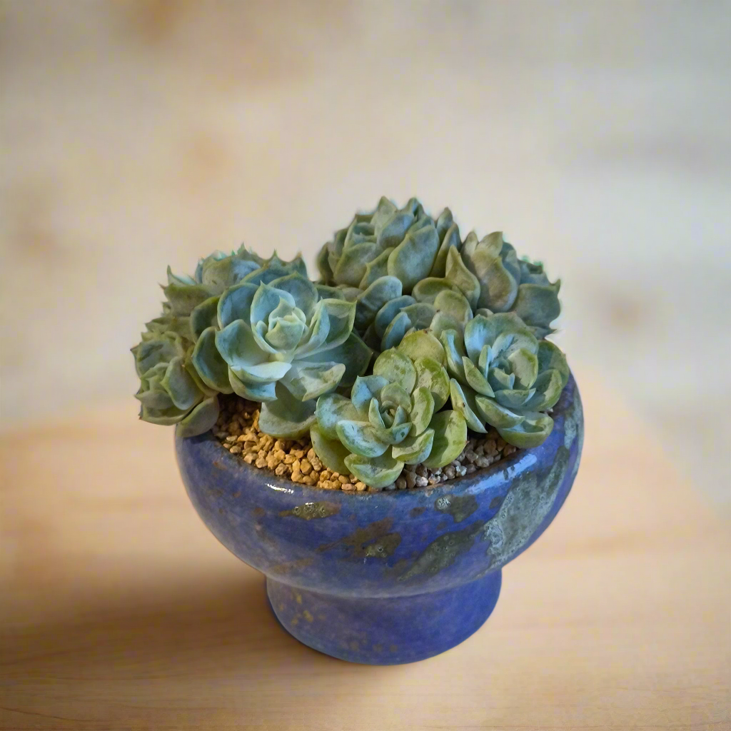 Succulent Moonlit Bloom Pot β Periwinkle Blue with Echeveria 'Blue Surprise'