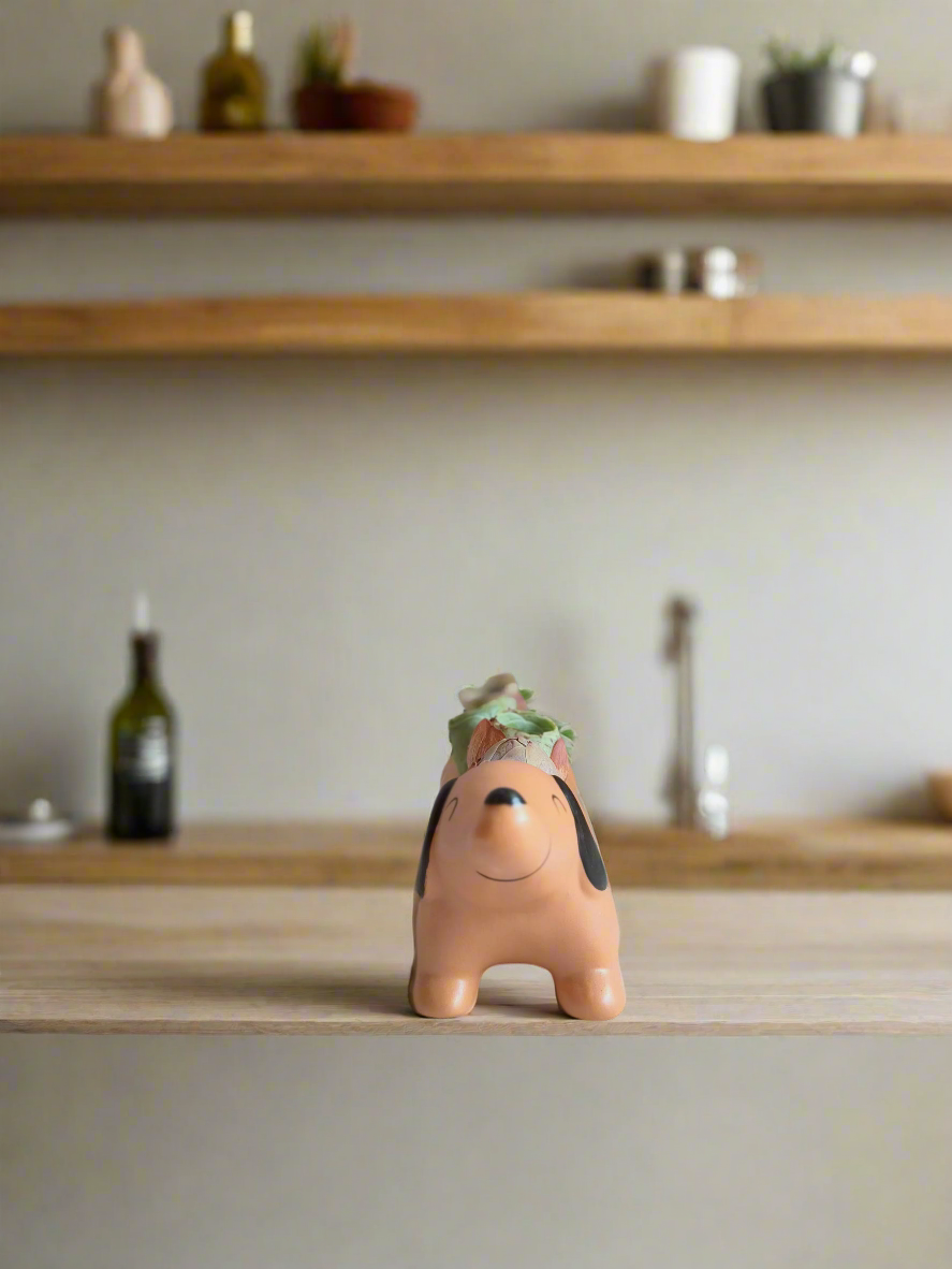 Succulent Daunchund - 5 Mountain Roses 'Greenovia' (Lilac & Green) - SlowBloomGreens