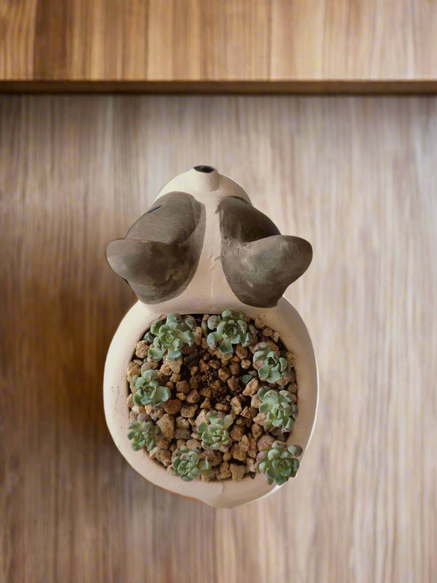 Succulent Dog Planter - mini Echeveria Blue elf - SlowBloomGreens