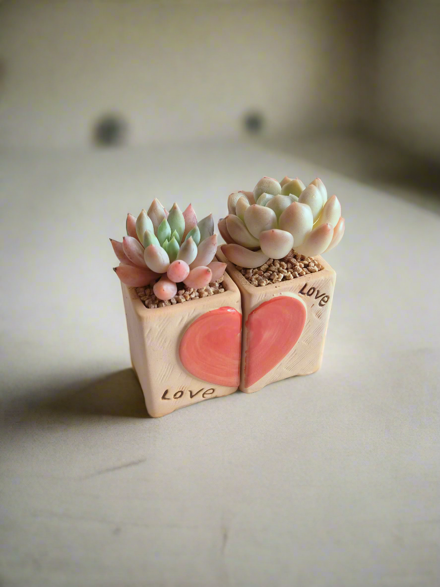 Succulent Heart Duo – The Perfect Gift of Love and Growth - SlowBloomGreens