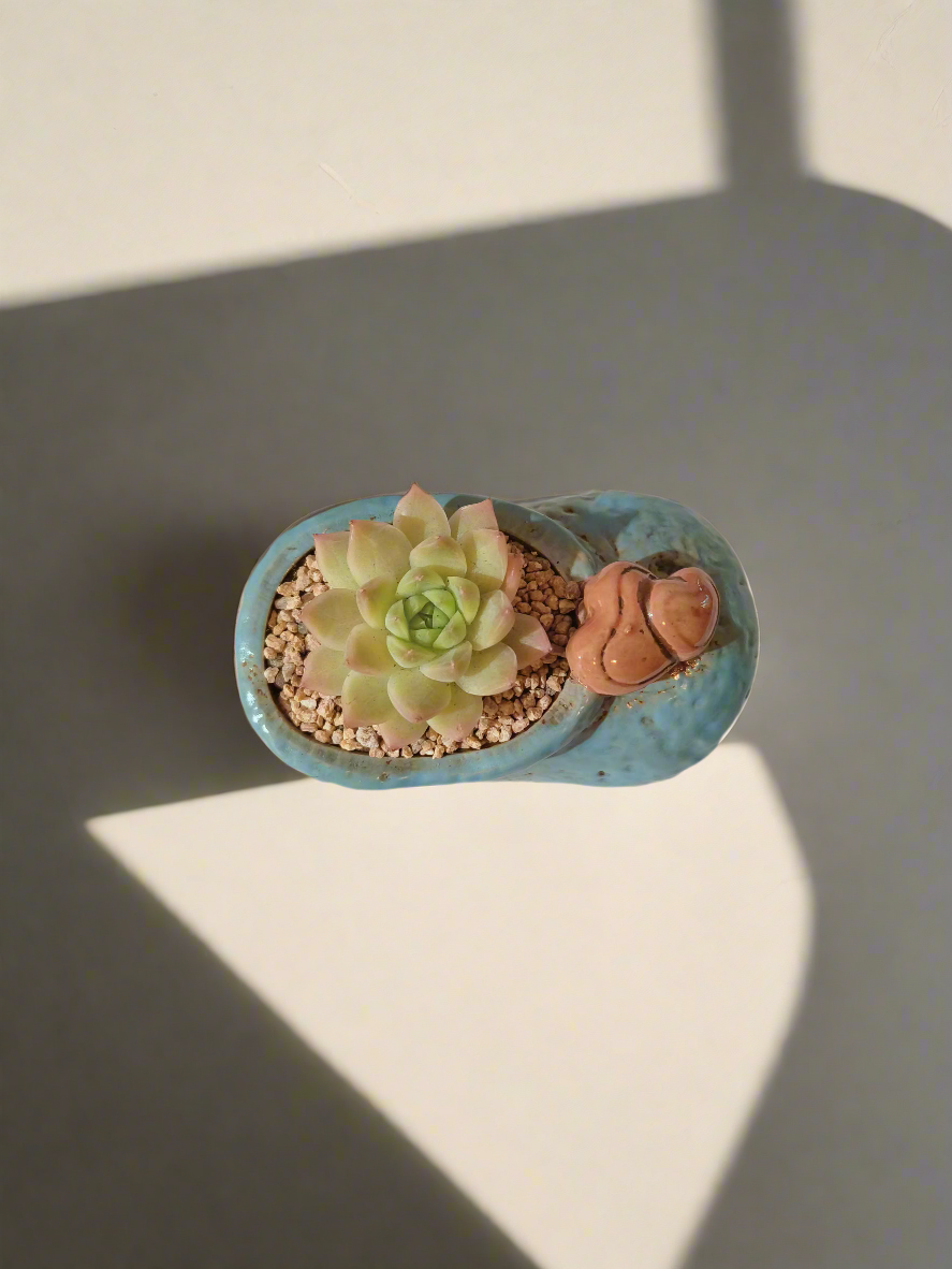 Succulent Mary Jane Charm Blue – Echevaria Elegans - SlowBloomGreens