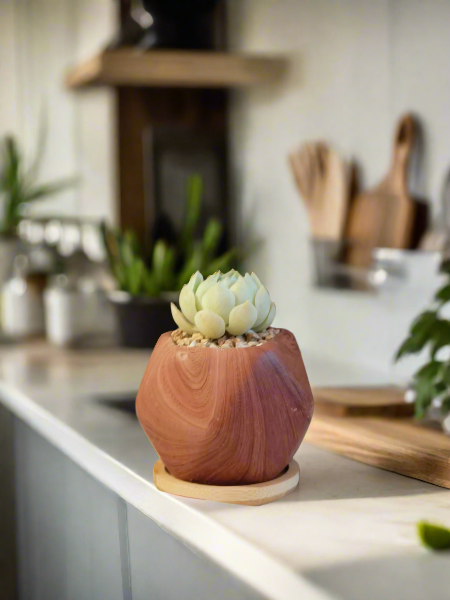 Succulent Mini Octagon 'Wood' – Echeveria Elegans 'Raspberry Ice' - SlowBloomGreens