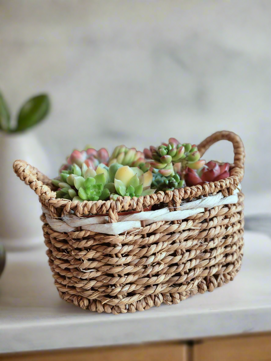 Succulent Basket Bliss ( Customised) - SlowBloomGreens