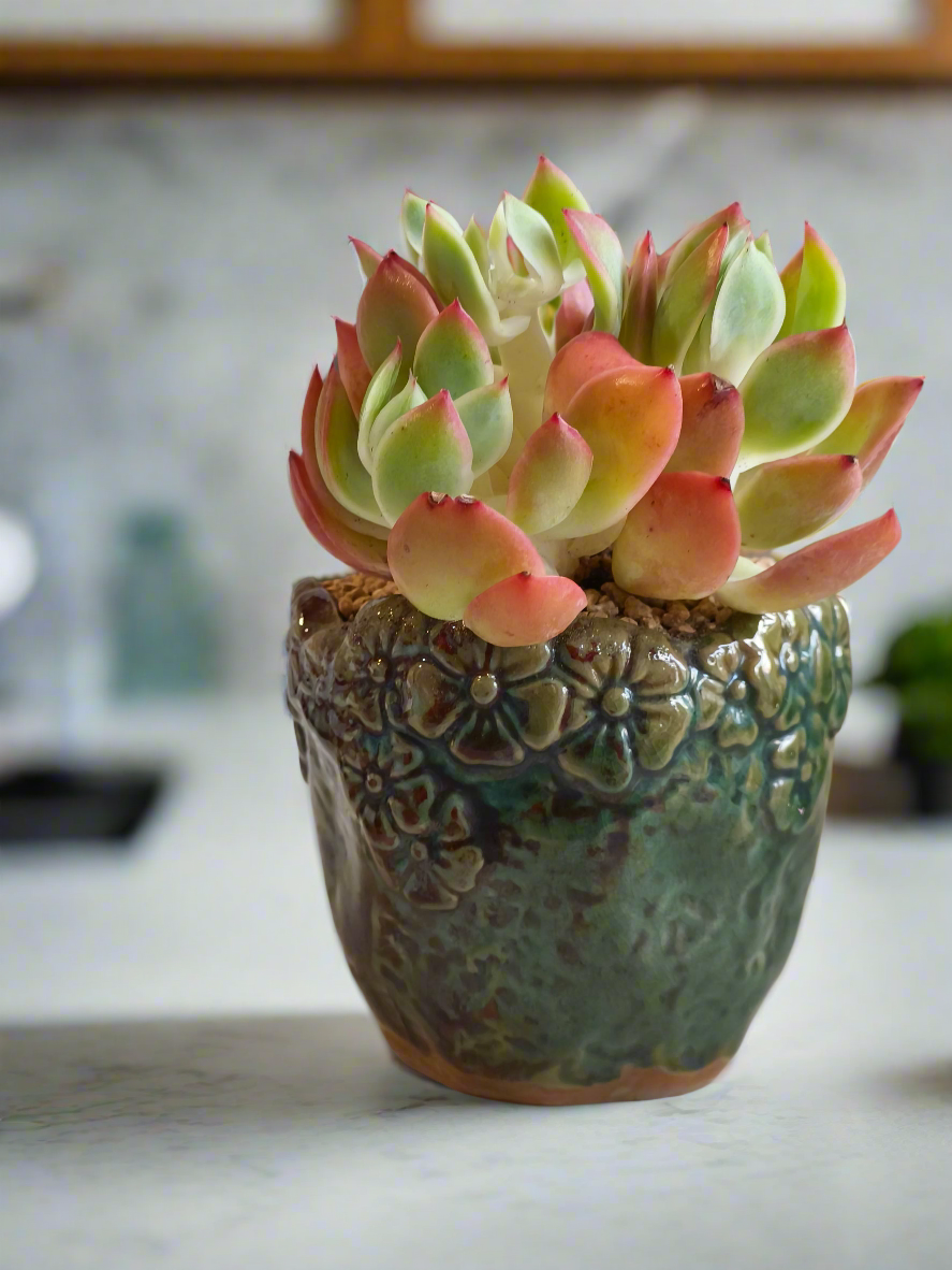 Succulent Rustica Ceramic Pot – Echeveria 'Luella'