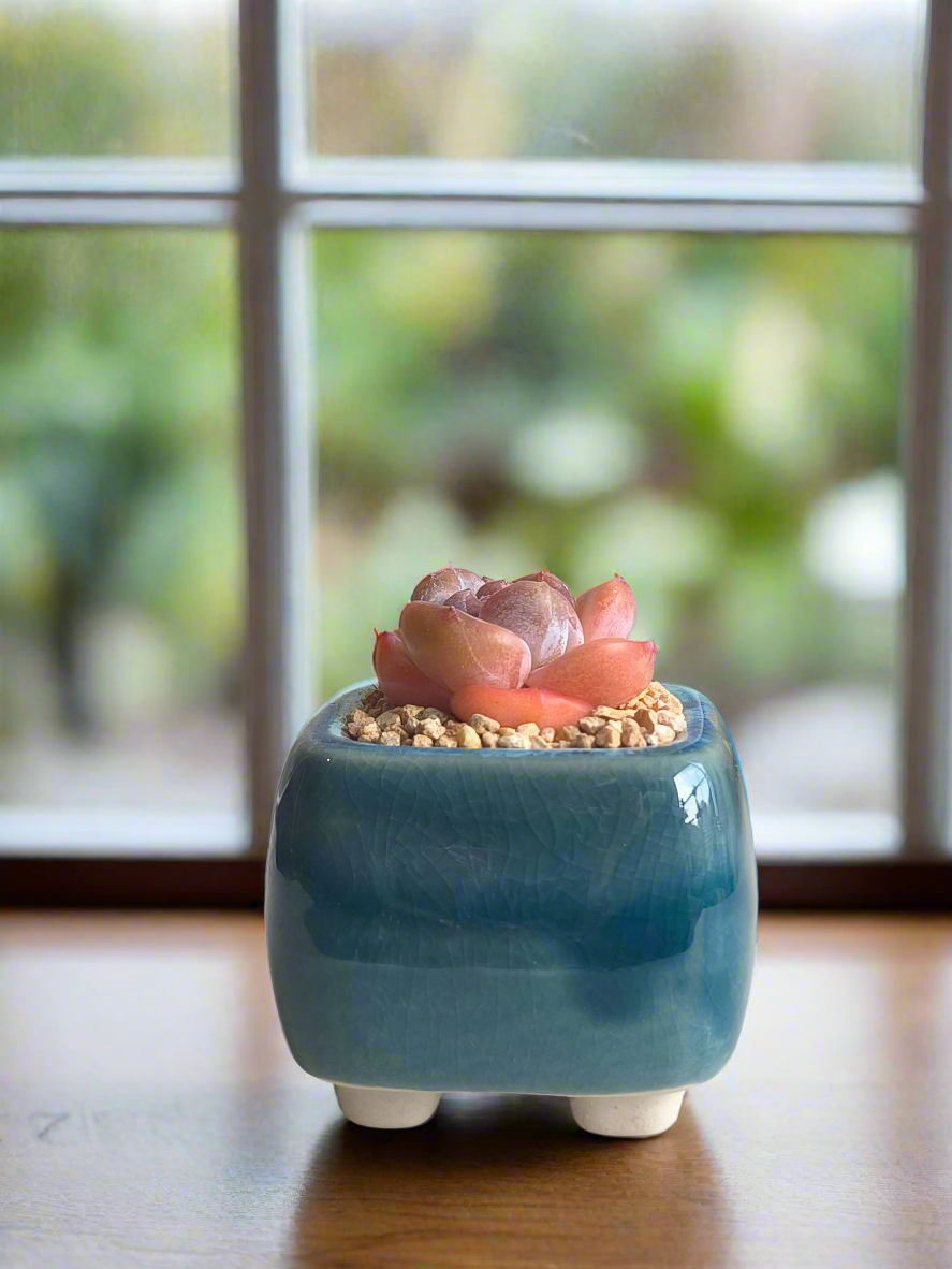 Succulent Serene Square Mini Planter – Echeveria 'Cosette'