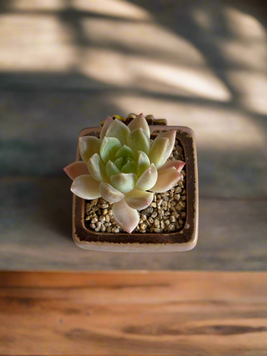 Succulent Ceramic Square Flowerpot Pastel Pink – Pachyphytum Cream Beauty - SlowBloomGreens