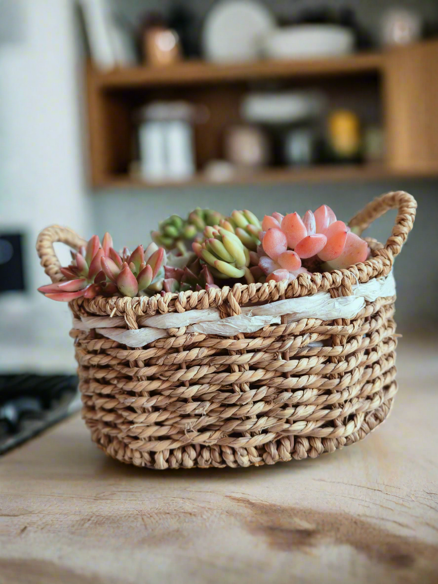 Succulent Basket Bliss ( Customised) - SlowBloomGreens
