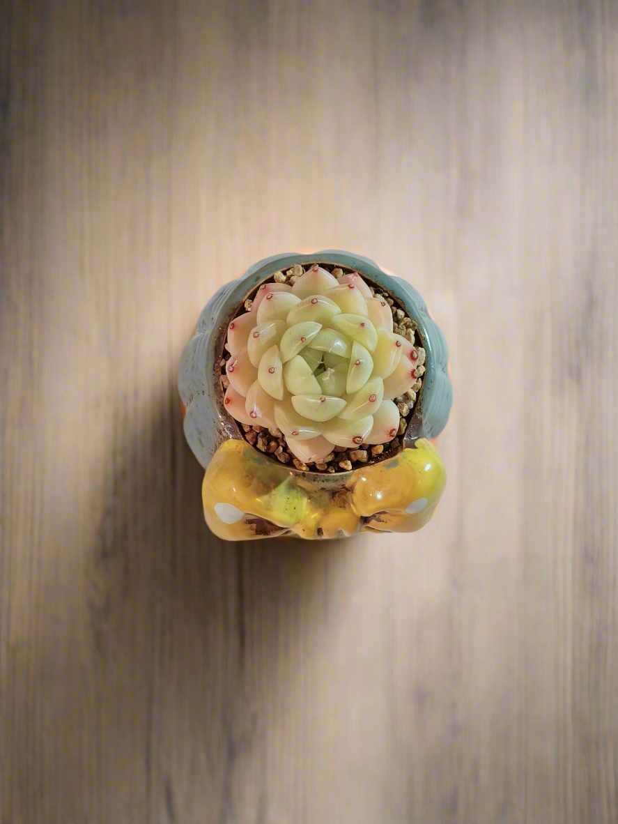 Succulent Ceramic Round Bow Blue – Echeveria White Minima - SlowBloomGreens