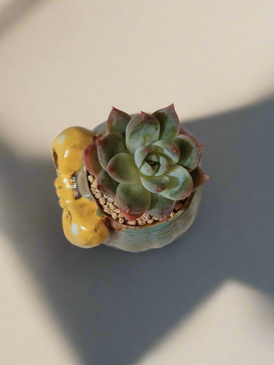Succulent Ceramic Round Bow Blue – Echeveria 'Blue Bird' - SlowBloomGreens