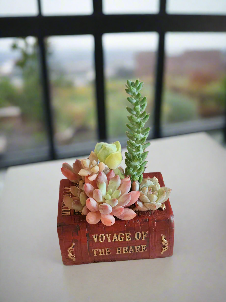 Succulent Book Nook – Assorted Succulents - SlowBloomGreens