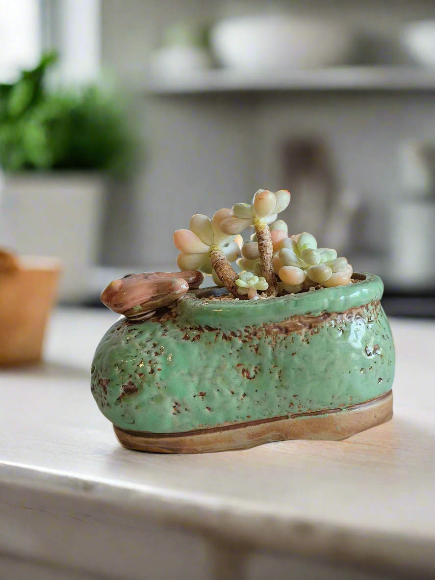 Succulent Mary Jane Charm Green – Graptopetalum mendoza - SlowBloomGreens