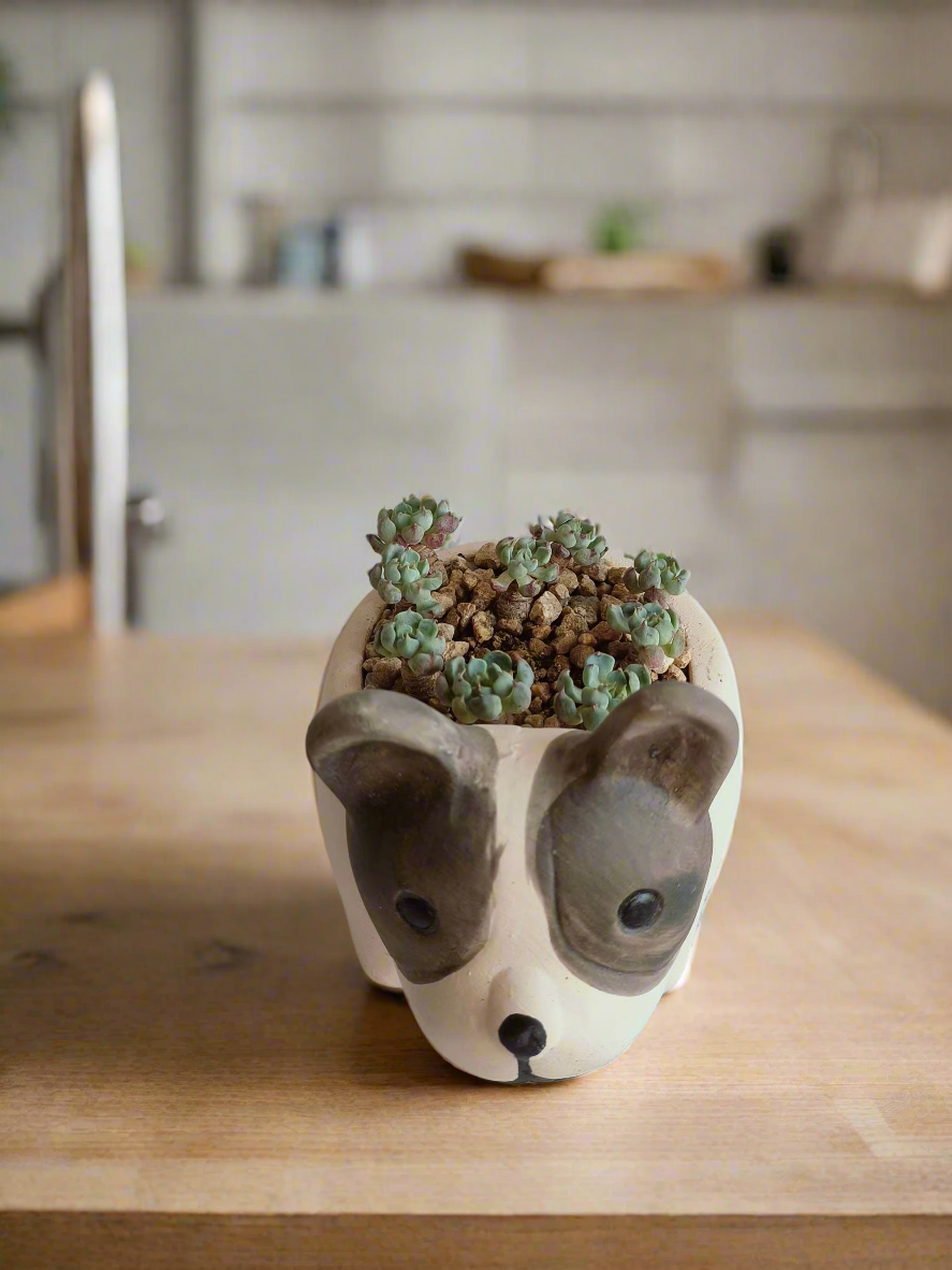 Succulent Dog Planter - mini Echeveria Blue elf - SlowBloomGreens
