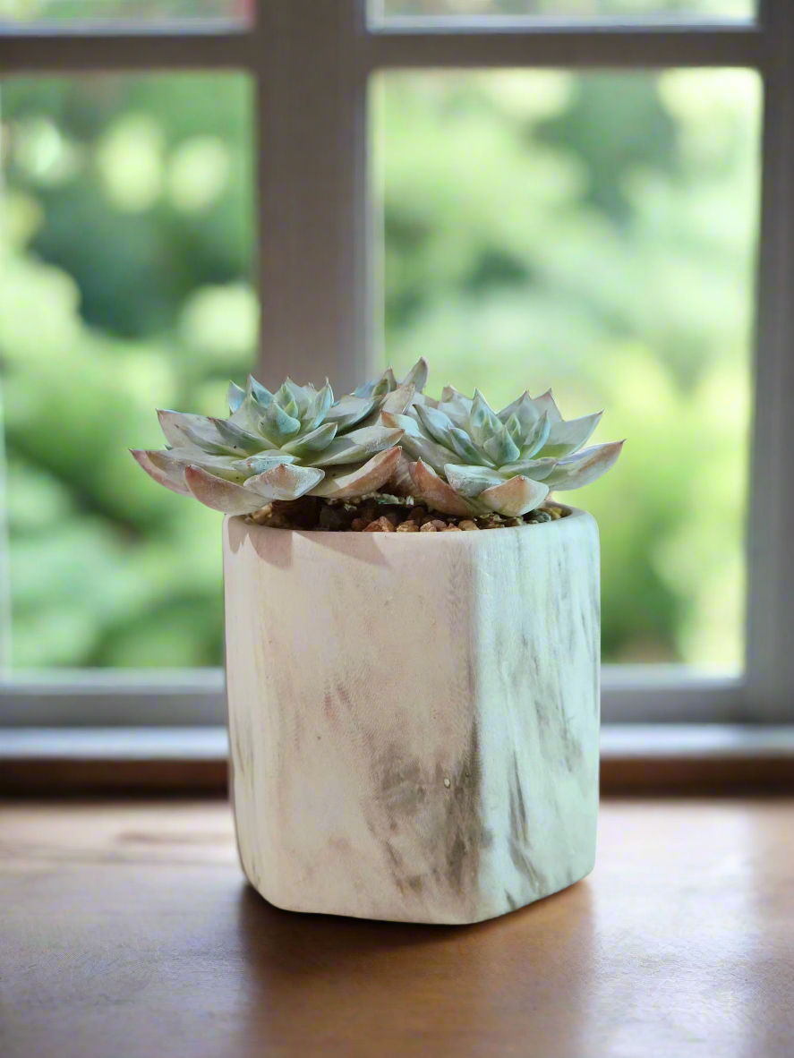 Succulent Radiant Octagon Brown – Echeveria BlueBird - SlowBloomGreens