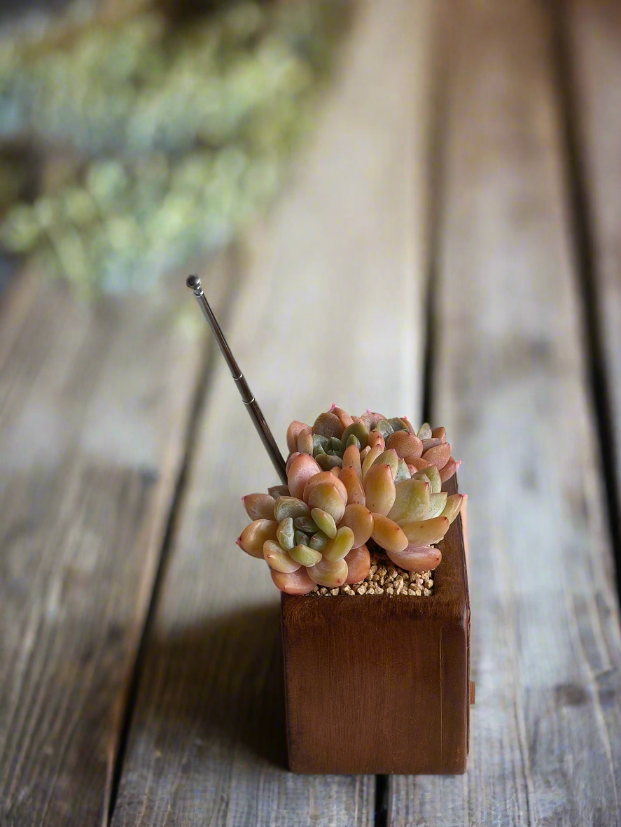 Succulent Retro Radio Planter – Echeveria 'Pink Ariel Crest' & Echeveria Hybrid