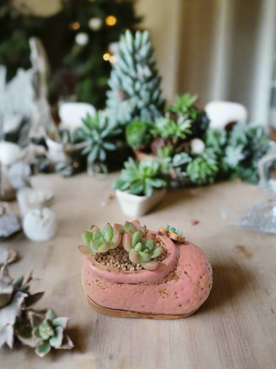 Succulent Mary Jane Charm Pastel Pink – Pachyphytum Cream Beauty - SlowBloomGreens