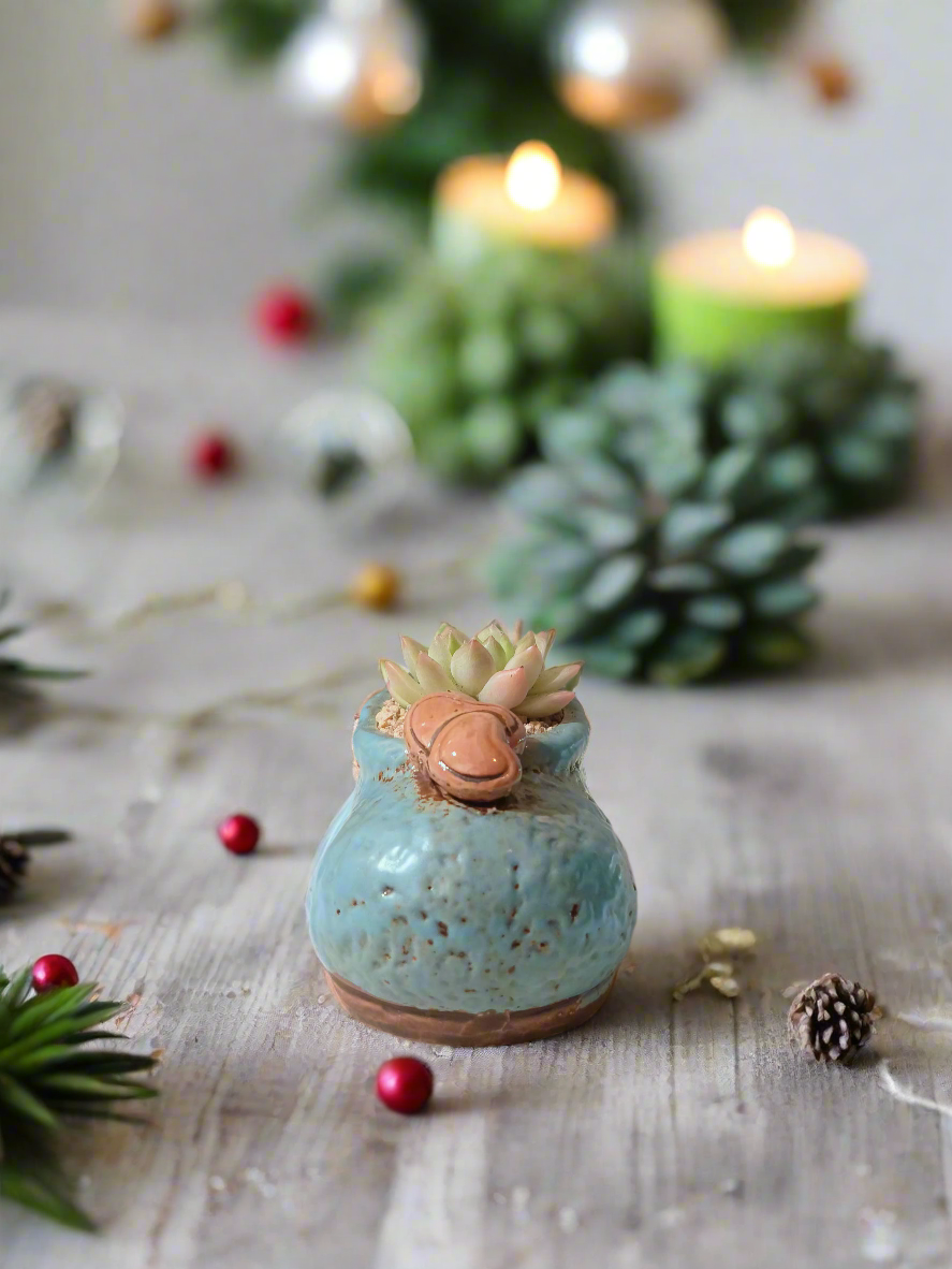 Succulent Mary Jane Charm Blue – Echevaria Elegans - SlowBloomGreens