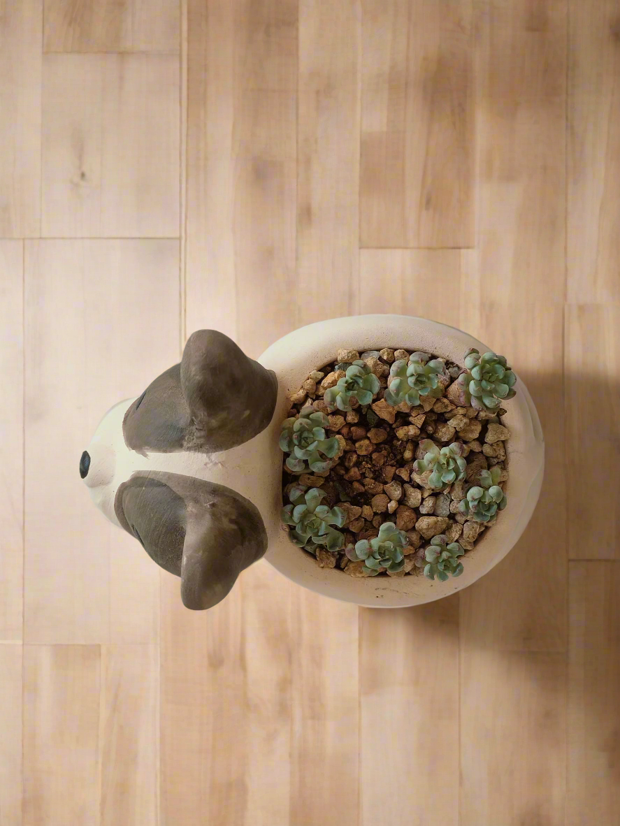 Succulent Dog Planter - mini Echeveria Blue elf - SlowBloomGreens