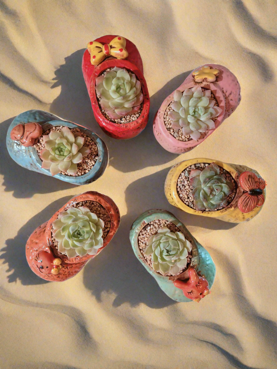 Succulent Mary Jane Charm Red – Pachyveria Elaine - SlowBloomGreens