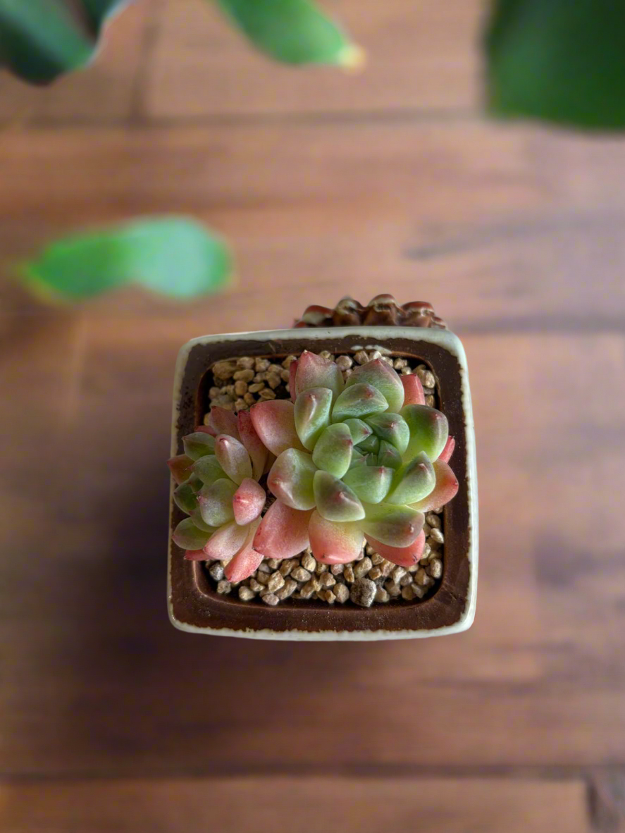 Succulent Ceramic Square Flowerpot White – Echeveria Suryeon - SlowBloomGreens