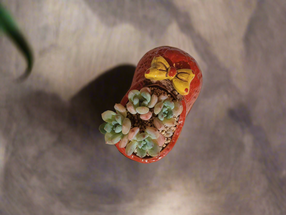 Succulent Mary Jane Charm Red – Pachyveria Elaine - SlowBloomGreens