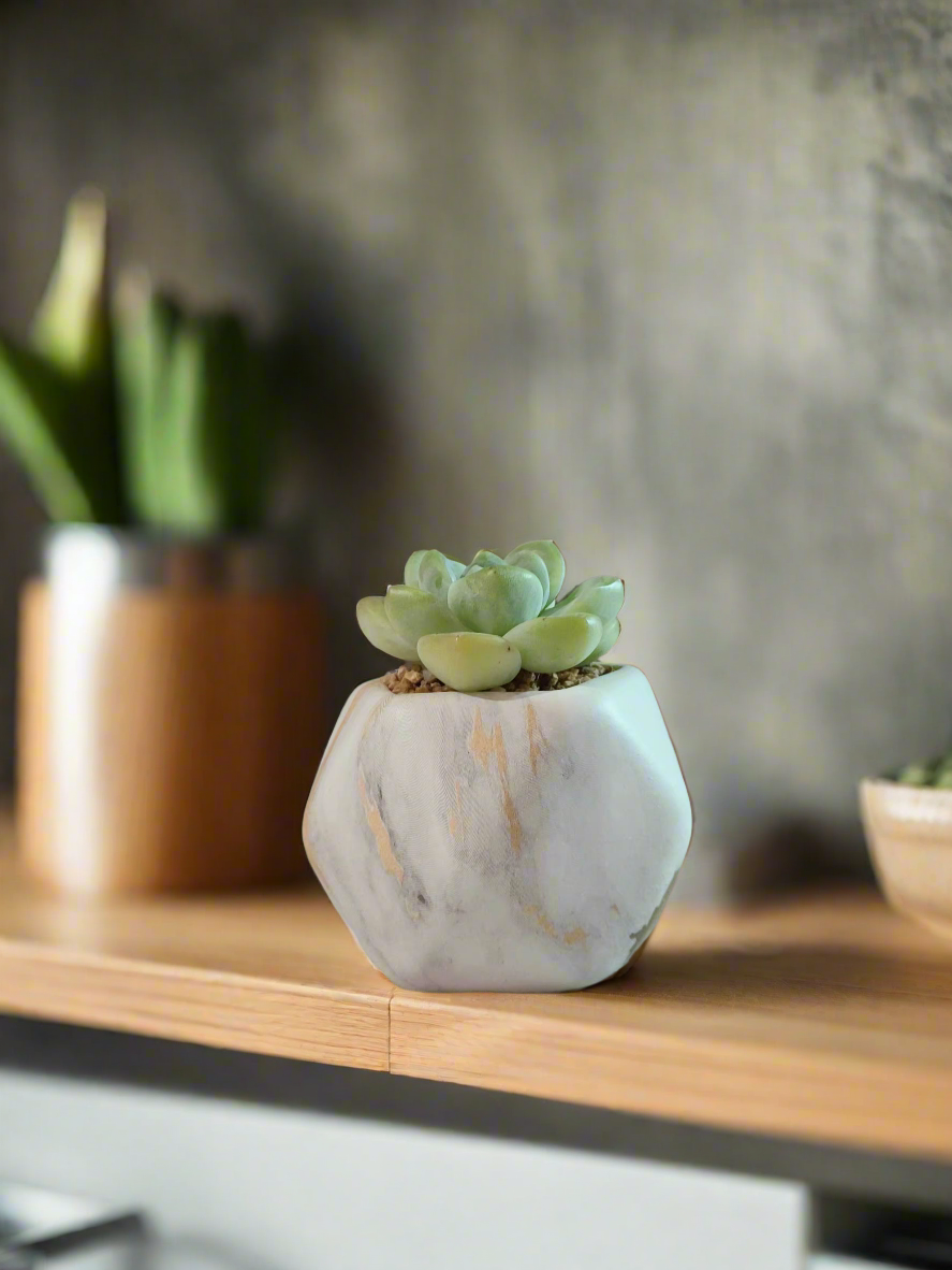 Succulent Mini Octagon Gold Pot – Echeveria Ice Green - SlowBloomGreens
