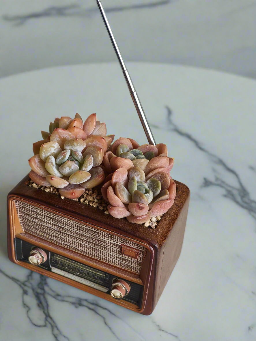 Succulent Retro Radio Planter – Echeveria 'Pink Ariel Crest' & Echeveria Hybrid