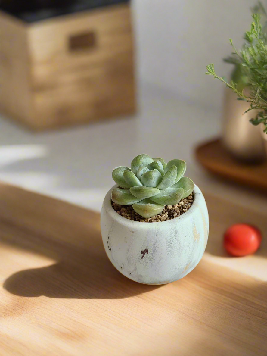 Succulent Mini Round Gold Pot – Echeveria Ice Green - SlowBloomGreens