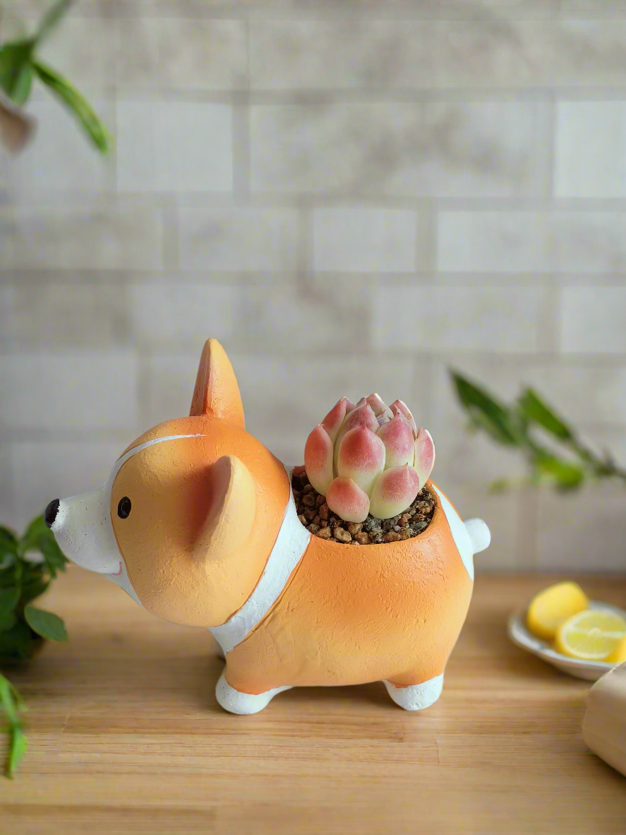 Succulent Charming Corgi - Echeveria Mexican Snowball - SlowBloomGreens