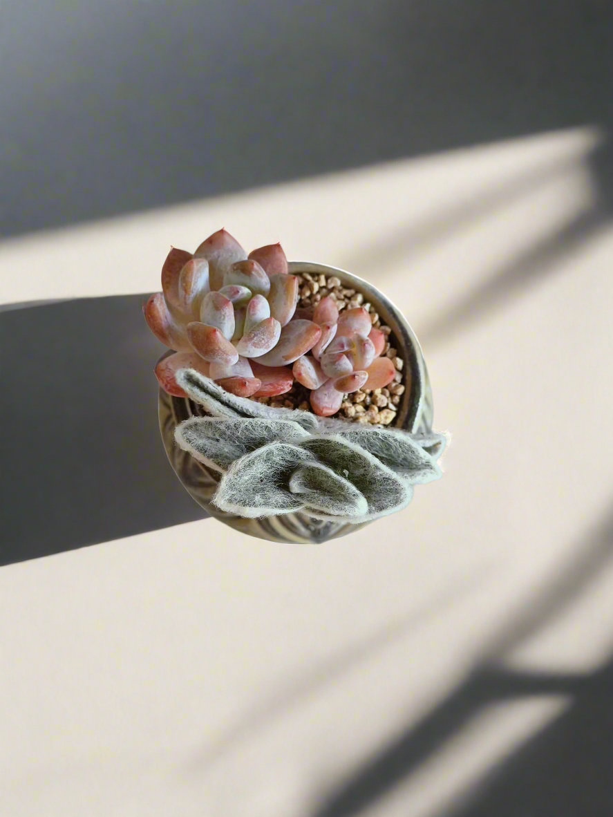 Succulent Rustic Pot Ash  – White Velvet & Echeveria Spica - SlowBloomGreens