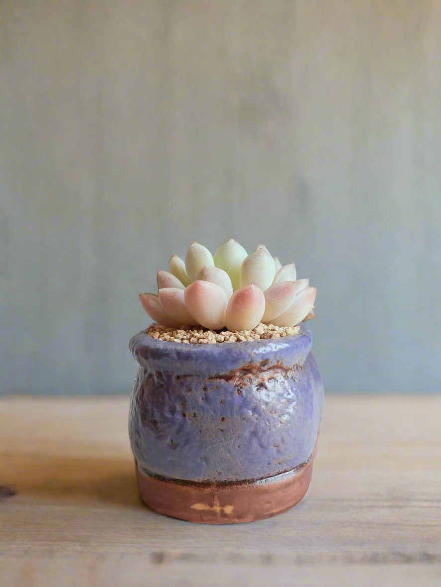 Succulent Mary Jane Charm Violet – Pachyphytum Cream Beauty - SlowBloomGreens