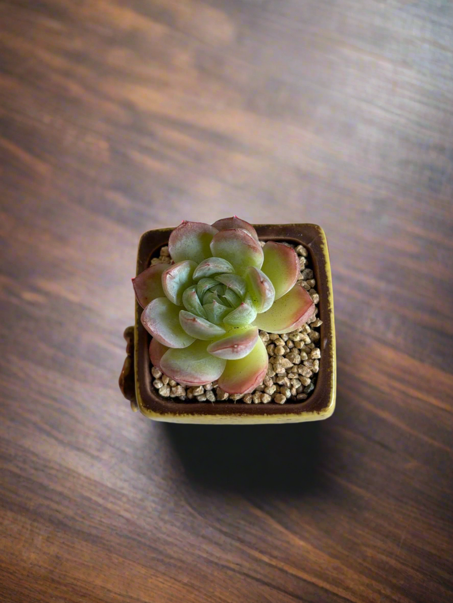 Succulent Ceramic Square Flowerpot Yellow – Echeveria Suryeon - SlowBloomGreens