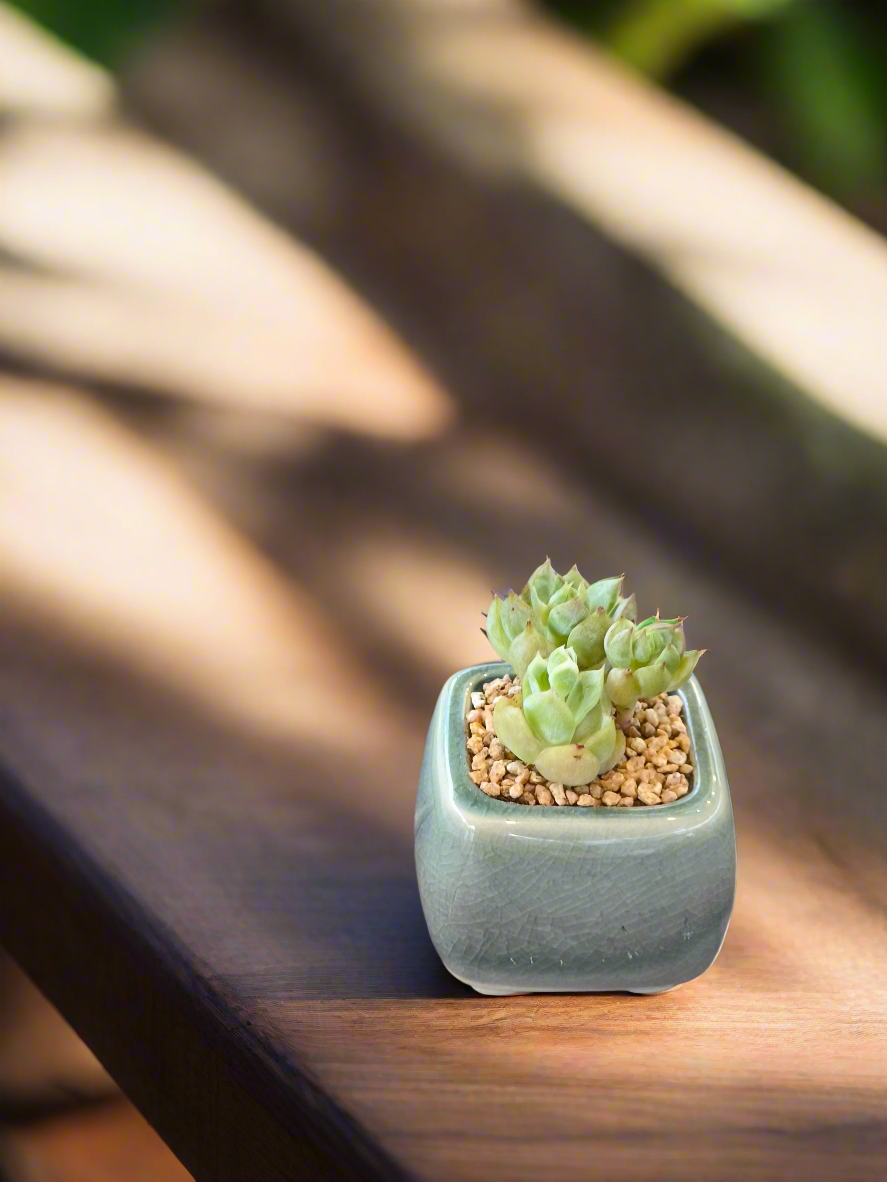 Succulent Serene Square Mini Planter – Sedum Clavatum
