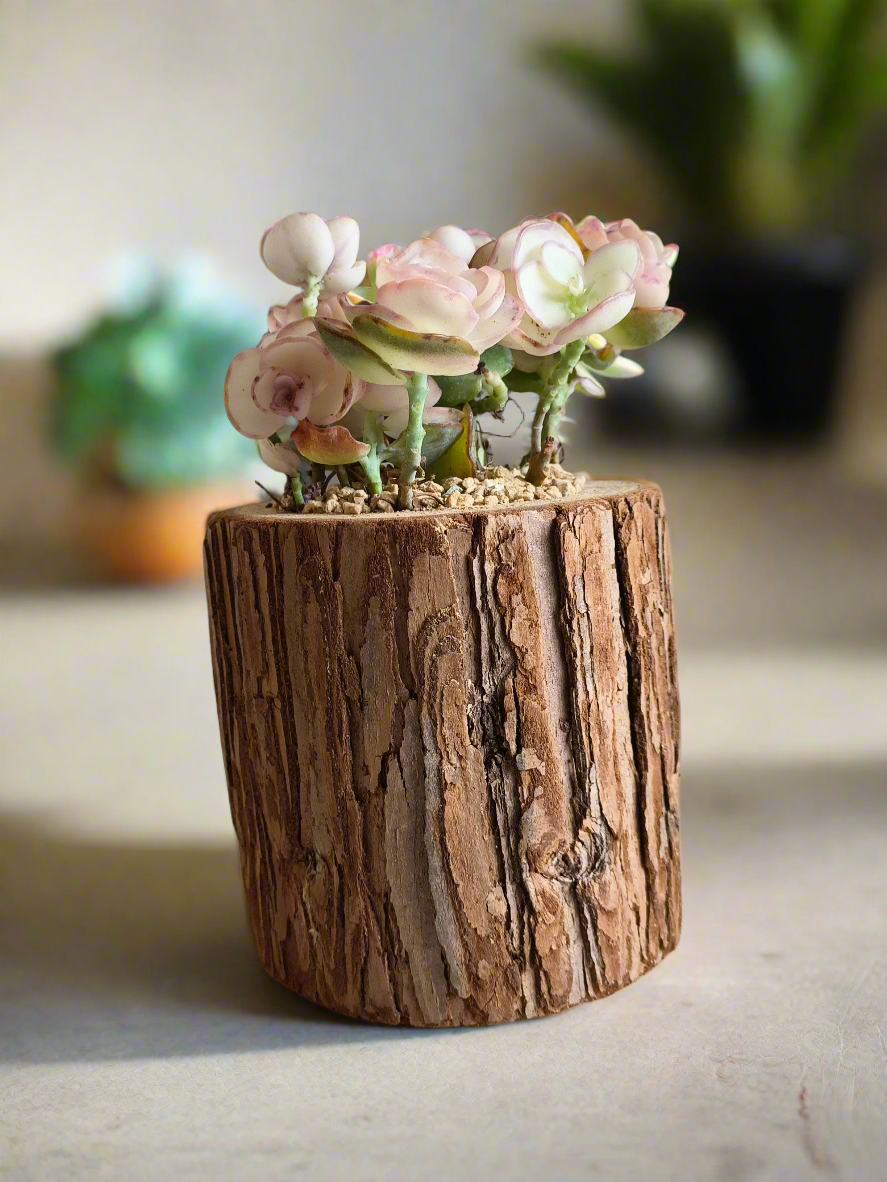 Succulent Natural Wood Log Pot - Kalanchoe Marnieriana - SlowBloomGreens