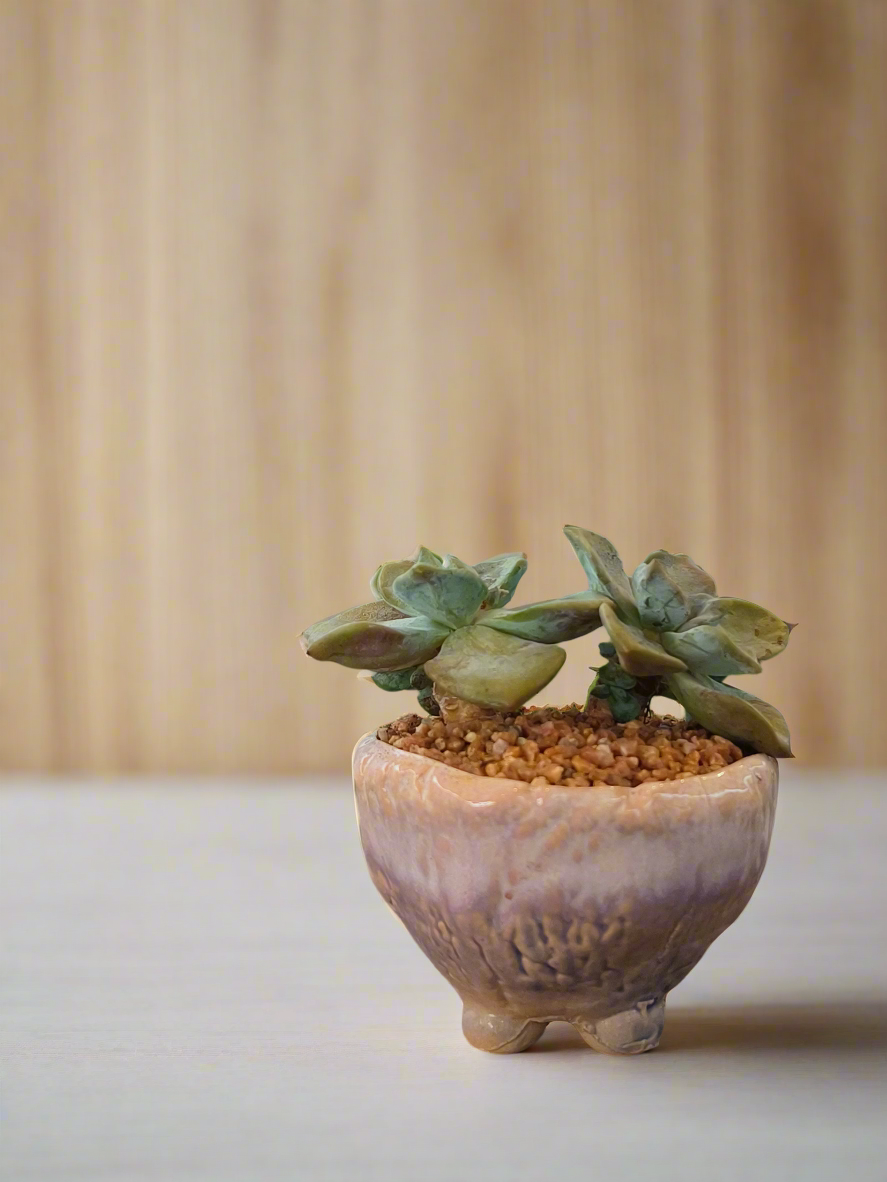 Succulent Lilac Ombre Rustic Mini Planter – Graptopetalum 'Purple Delight' - SlowBloomGreens