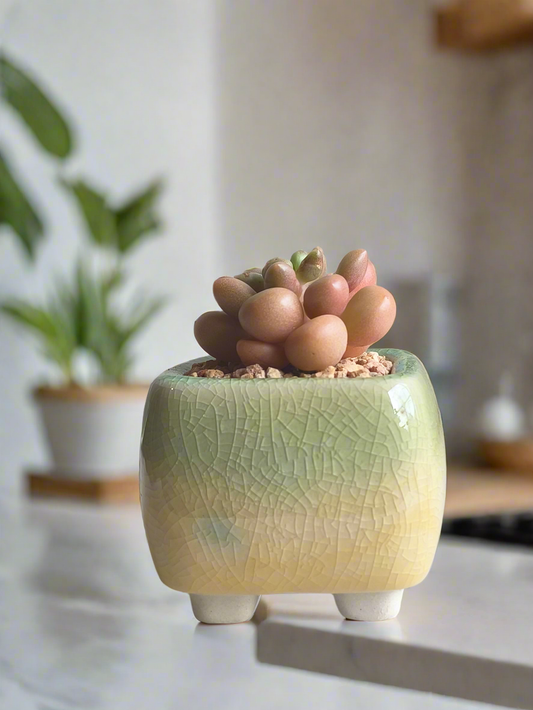 Succulent Mini Serene Square Planter – Graptopetalum 'Mirinae'