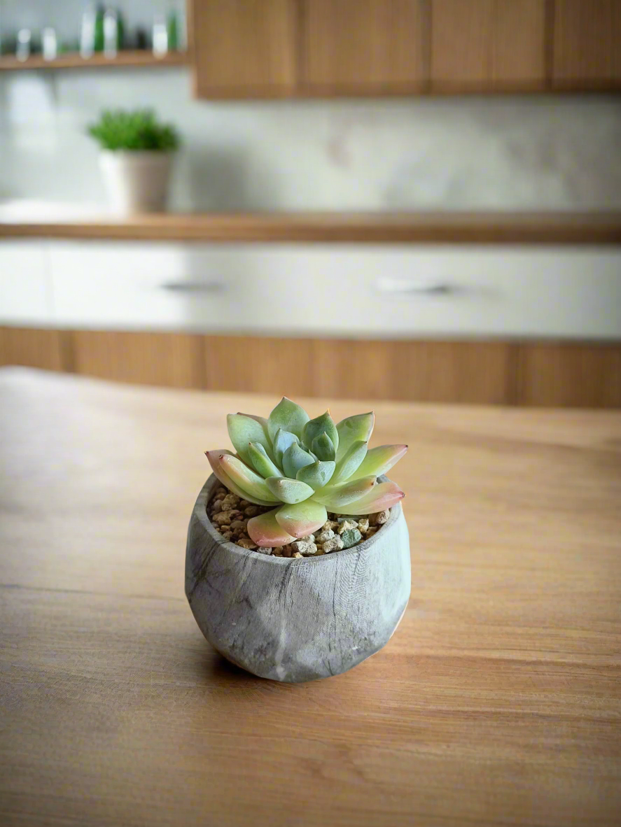 Succulent Harmony Grey - Echeveria Elegans - SlowBloomGreens