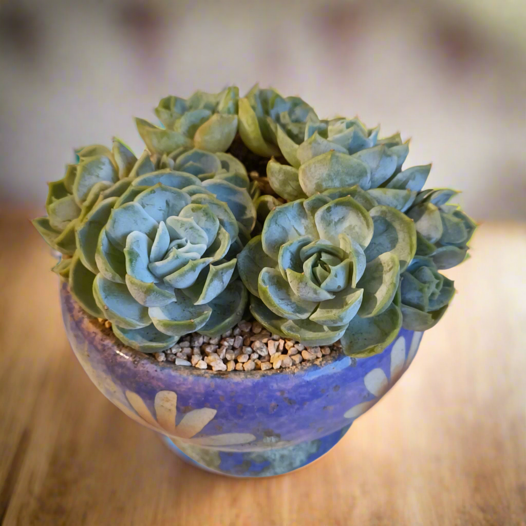 Succulent Moonlit Bloom Pot β Periwinkle Blue with Echeveria 'Blue Surprise'