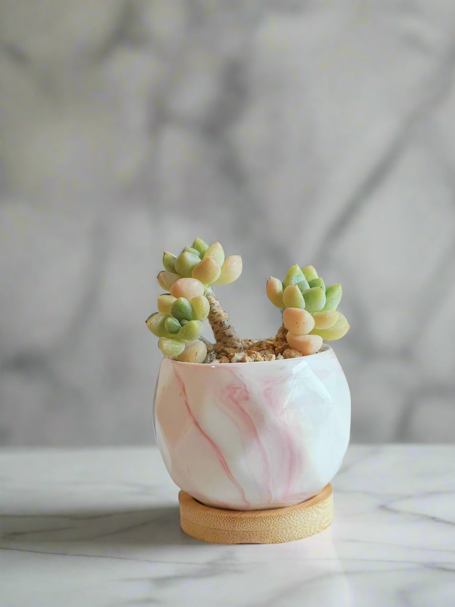 Succulent Petite Bliss Pink - - SlowBloomGreens