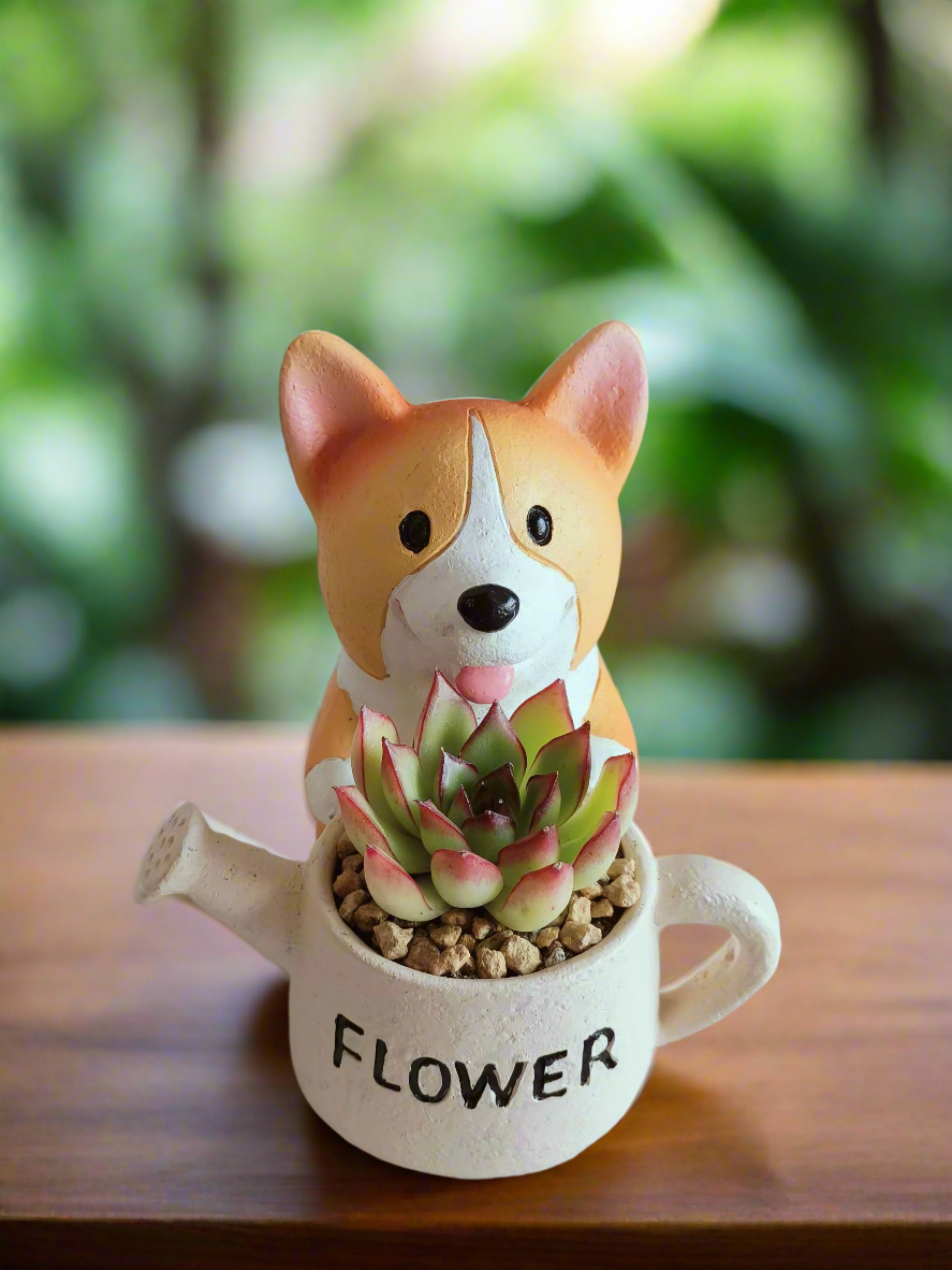 Succulent Charming Corgi - Echeveria Pulidonis - SlowBloomGreens