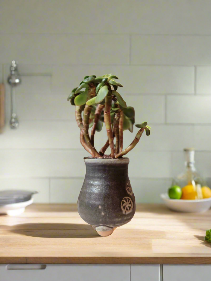 Succulent Rustic Pot Glow Grey – Jade Plant - SlowBloomGreens