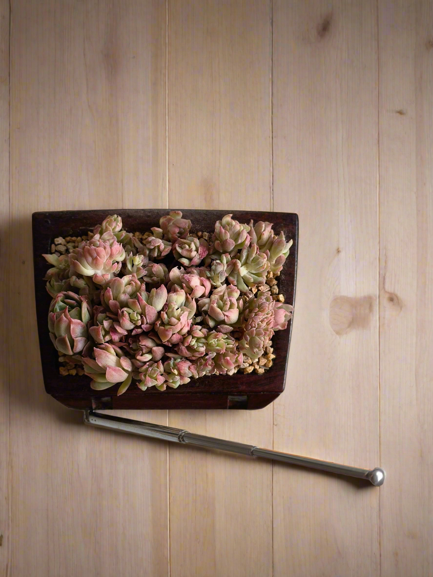 Succulent Retro TV β Echeveria Mebina