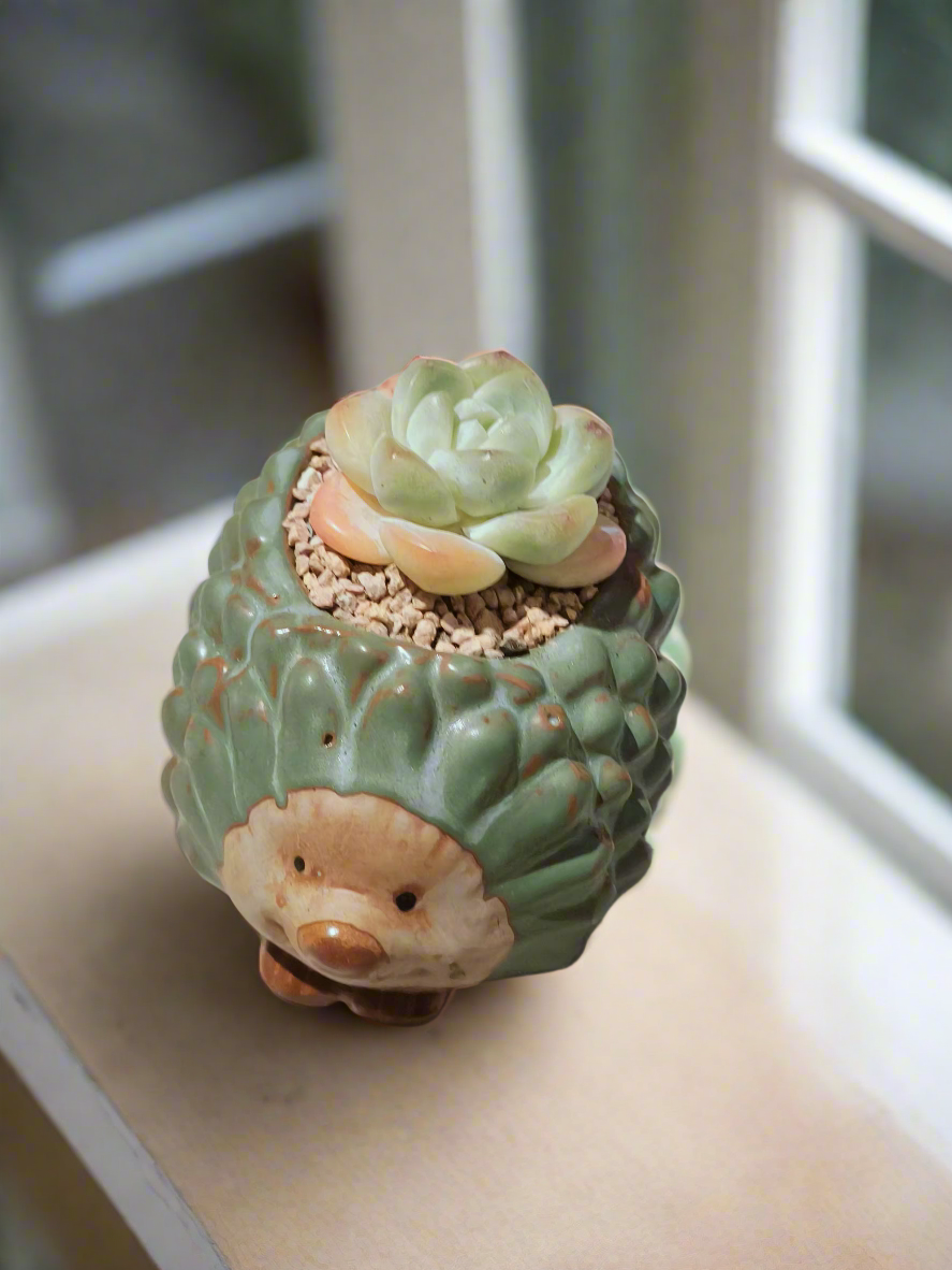 Succulent Hedgehog Pot - Echeveria Elegans - SlowBloomGreens