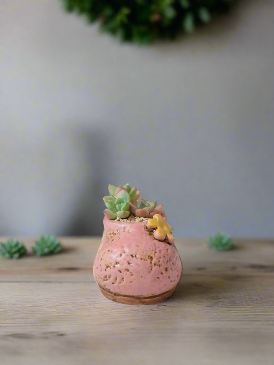 Succulent Mary Jane Charm Pastel Pink – Pachyphytum Cream Beauty - SlowBloomGreens