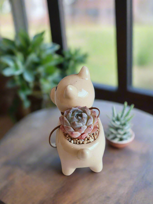 Succulent Puppy Shiba Inu - Echeveria Suryeon - SlowBloomGreens