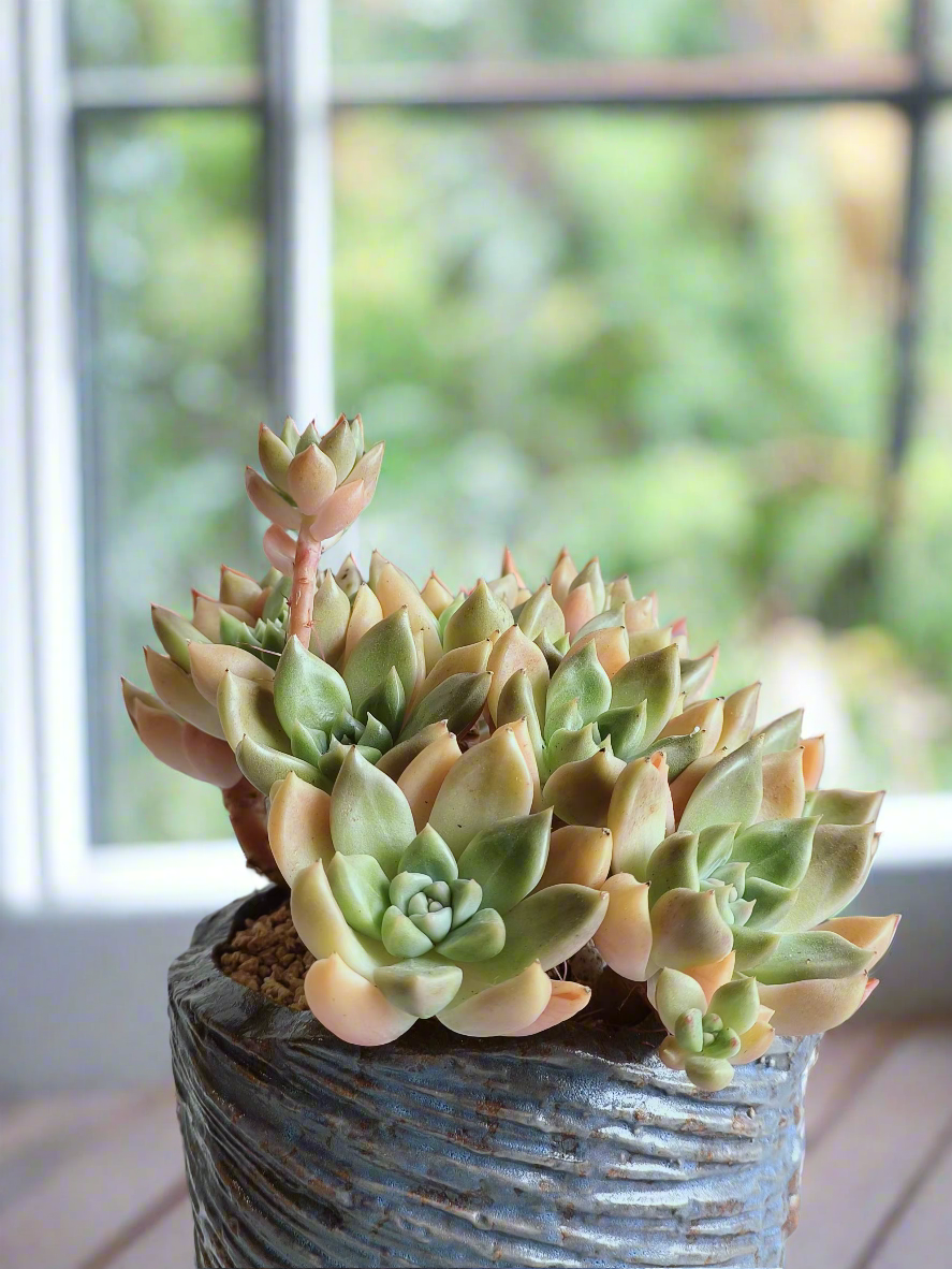 Succulent Rustic Floral Embossed Pot – Graptopetalum 'Bronze' - SlowBloomGreens