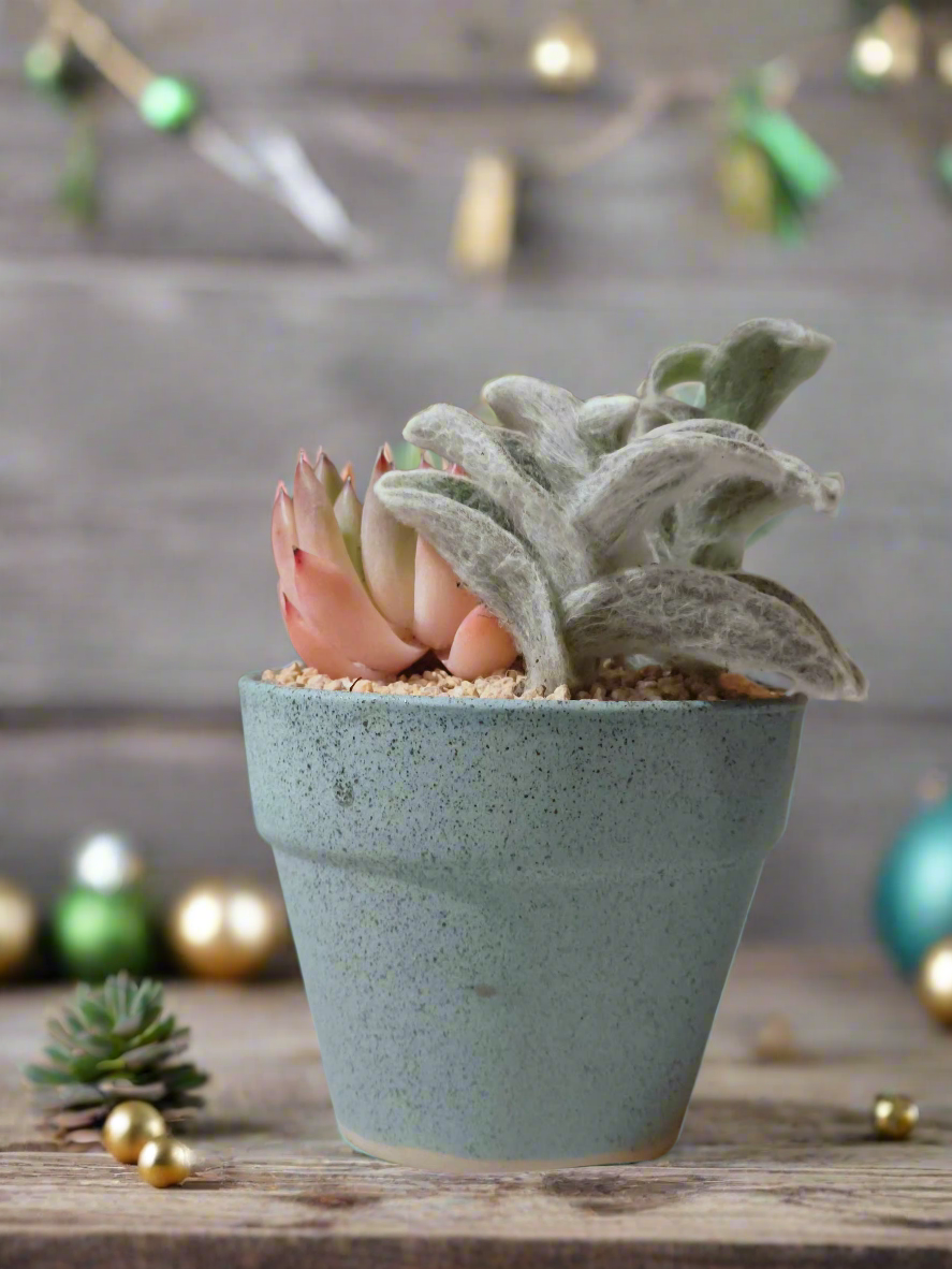 Succulent Speckled Terracotta Blue Yoga Bulldog - Echeveria White Mexican Rose & White Velvet - SlowBloomGreens